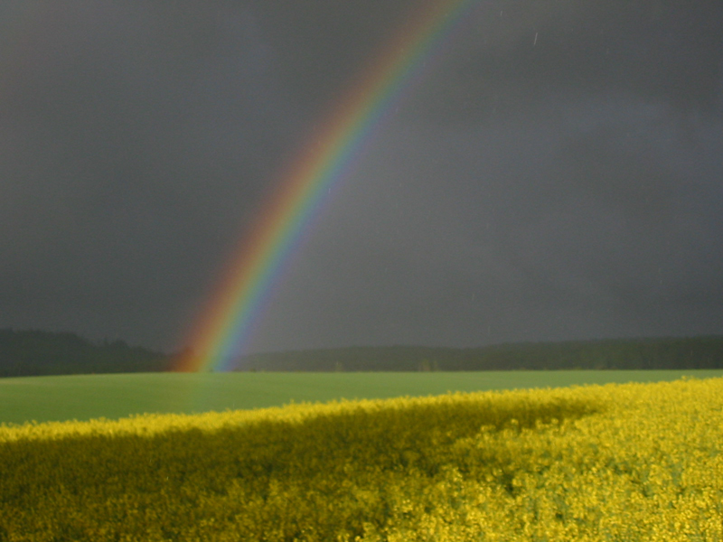 Regenbogen_Rapsfeld2