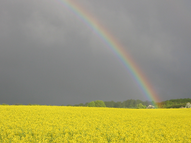 Regenbogen_Rapsfeld3