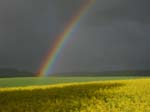 Regenbogen_Rapsfeld2