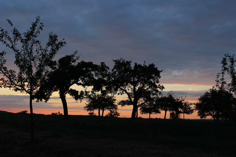 Sonnenuntergang_Baeume_IMG_7966