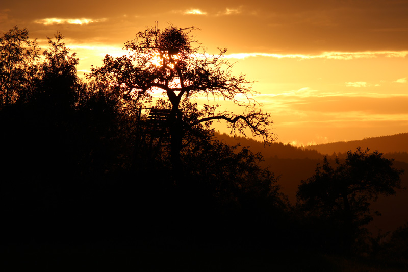 Sonnenuntergang_Baum_Hochsitz_IMG_7875