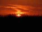 Sonnenuntergang_Gras_P1430737