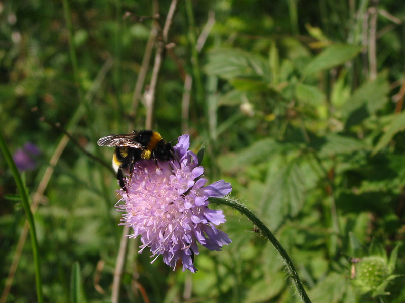 Hummel_auf_Blüte