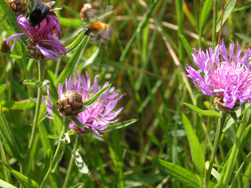 Hummel_im_Anflug