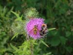 Hummeln_und_Fliegen_auf_Distel