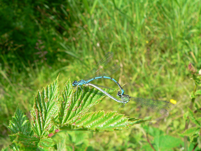 Libellen_Paarung_blau