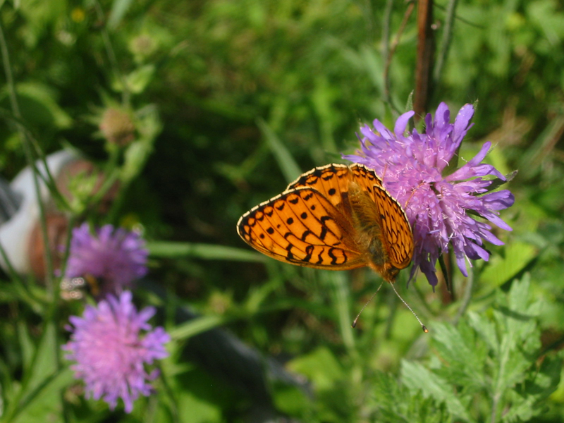 Schmetterling_orange1