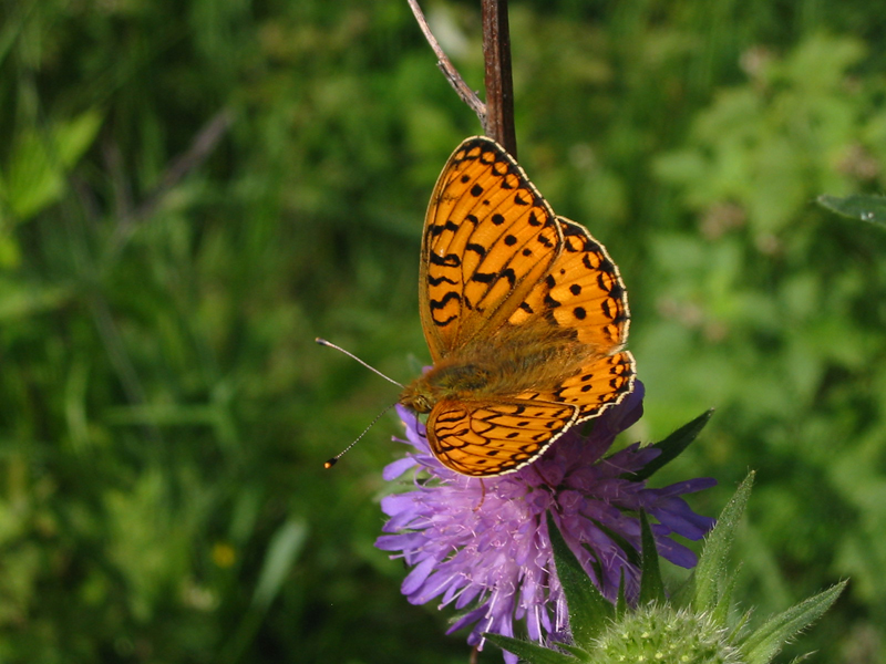 Schmetterling_orange2