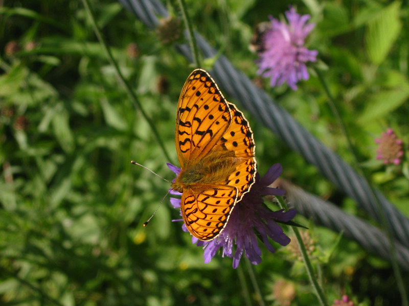 Schmetterling_orange3