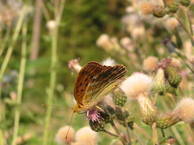 Schmetterling_orange4