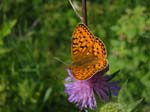 Schmetterling_orange2