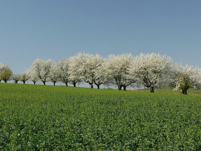 Feld_mit_bluehenden_Kirschbaeumen