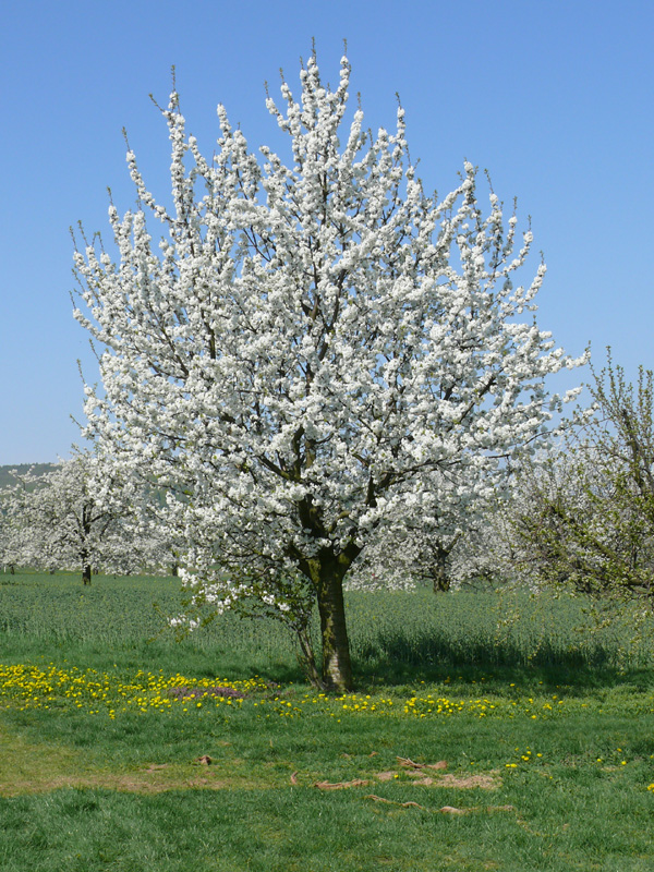 Kirschbaum_mit_Blueten