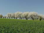 Feld_mit_bluehenden_Kirschbaeumen