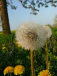 Pusteblume