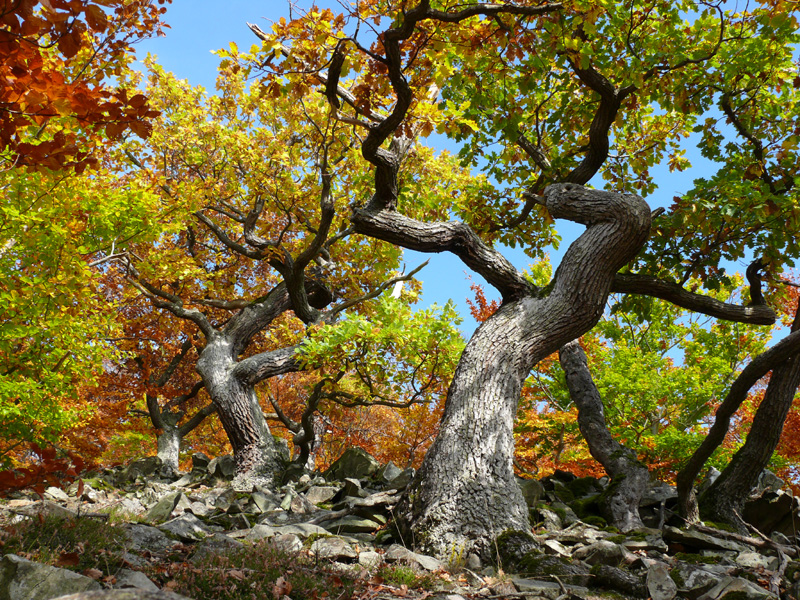 01_Edersee_Urwaldsteig_knorrige_Eichen_Herbst