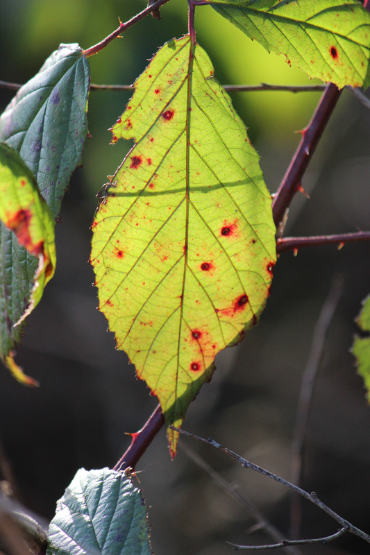 Herbstblatt_im_Gegenlicht