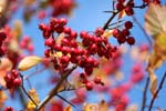 04_Beeren_Herbst