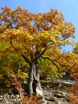 05_Knorrige_Eiche_Herbst_bunt