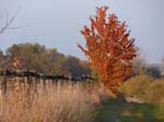 Feld_mit_Baum_im_Herbst