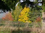 Herbstliche_Blattfarben