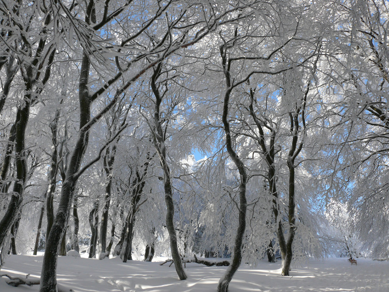 04_Schneedach_am_Feldberg