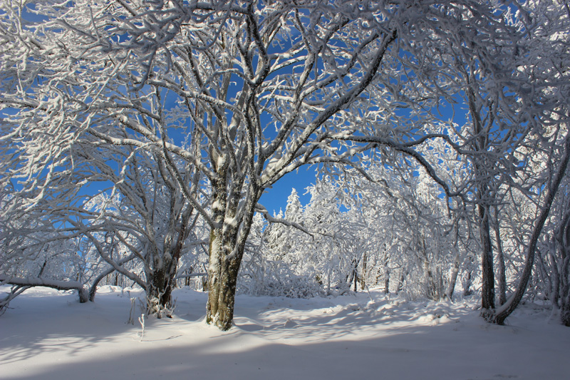Laubwald_im_Winter