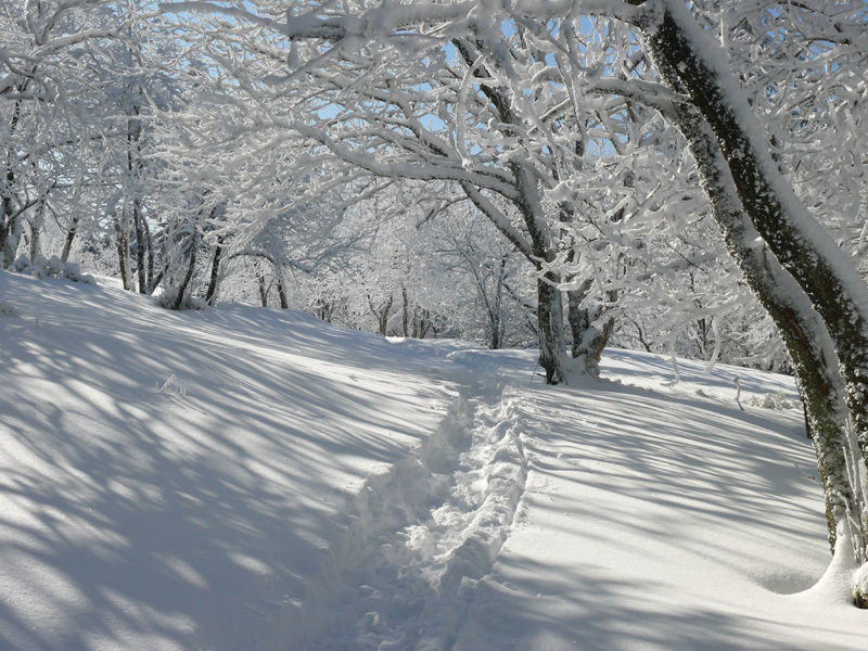 Schneeweg_ins_Nirgendwo