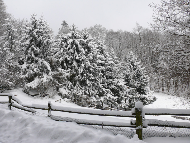 Taunusweiden_im_Schnee