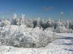 Baeume_auf_dem_Feldberg