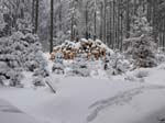Winter_im_Taunus