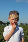 Junge_Erdbeerfeld_5160