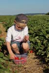 Junge_Erdbeerfeld_5231
