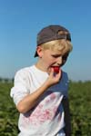 Junge_Erdbeerfeld_5263