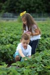 Kinder_Erdbeerfeld_4855