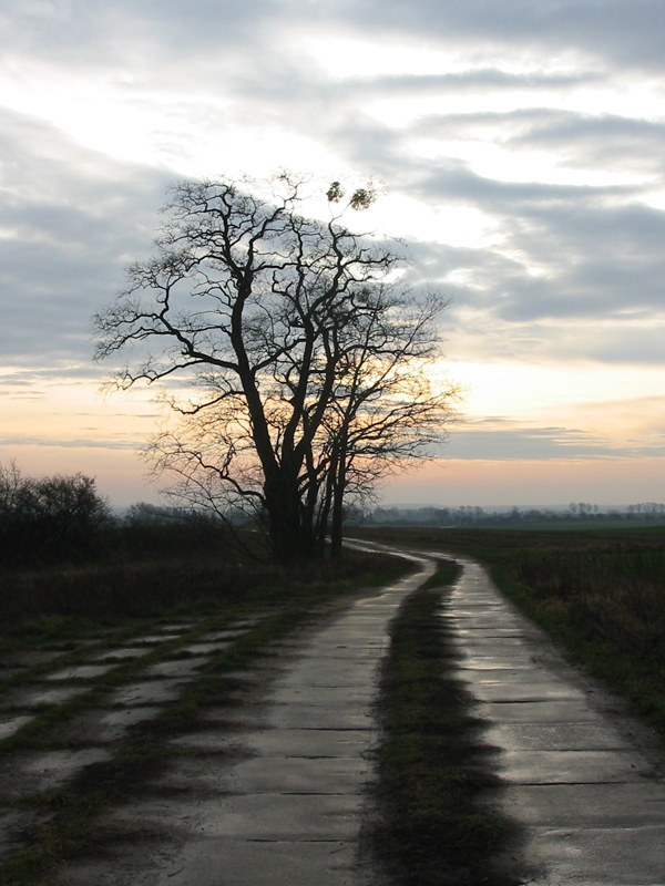 Baum_im_Gegenlicht