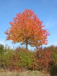 Baum_im_Herbst2