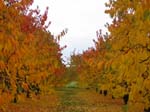 Kirschbäume_im_Herbst