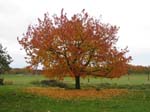 Kirschbäume_im_Herbst_2