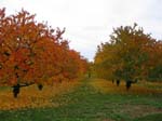 Kirschbäume_im_Herbst_3