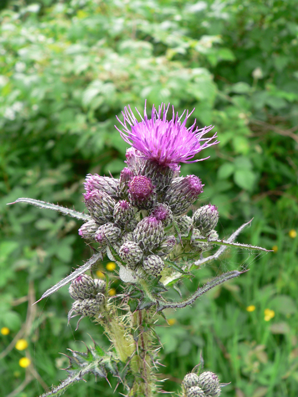 Distel