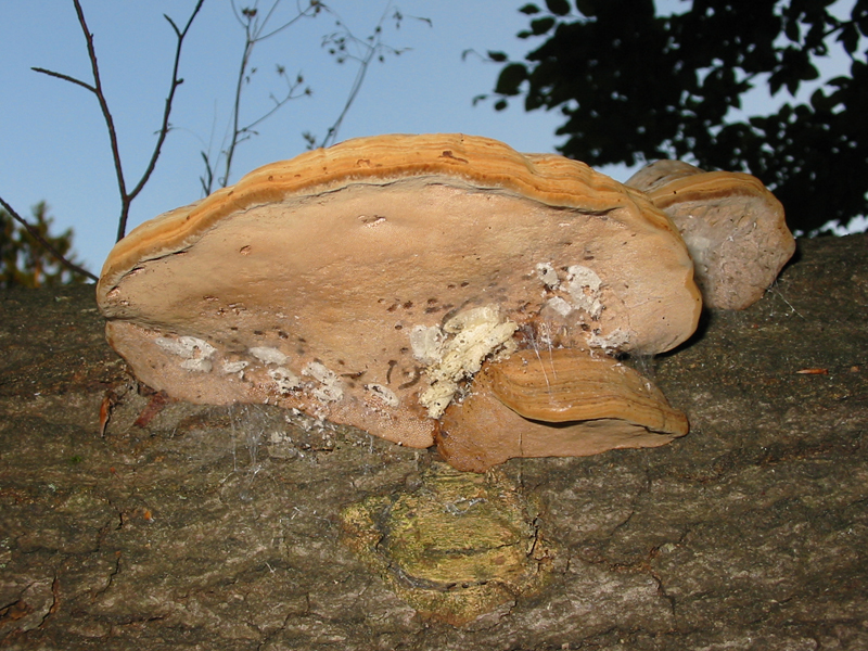 Pilz_02