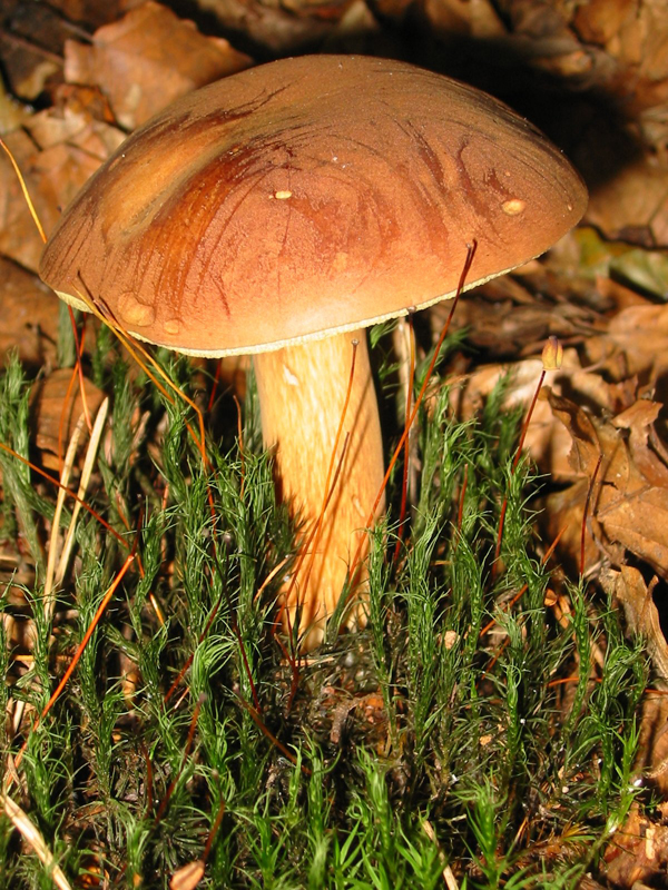 Pilz_06