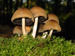 Pilz_05