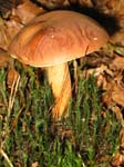 Pilz_06