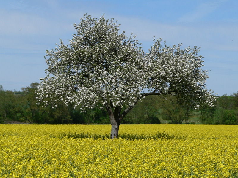 Blühender_Baum_auf_Rapsfeld