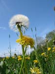 Löwenzahn_Pusteblume