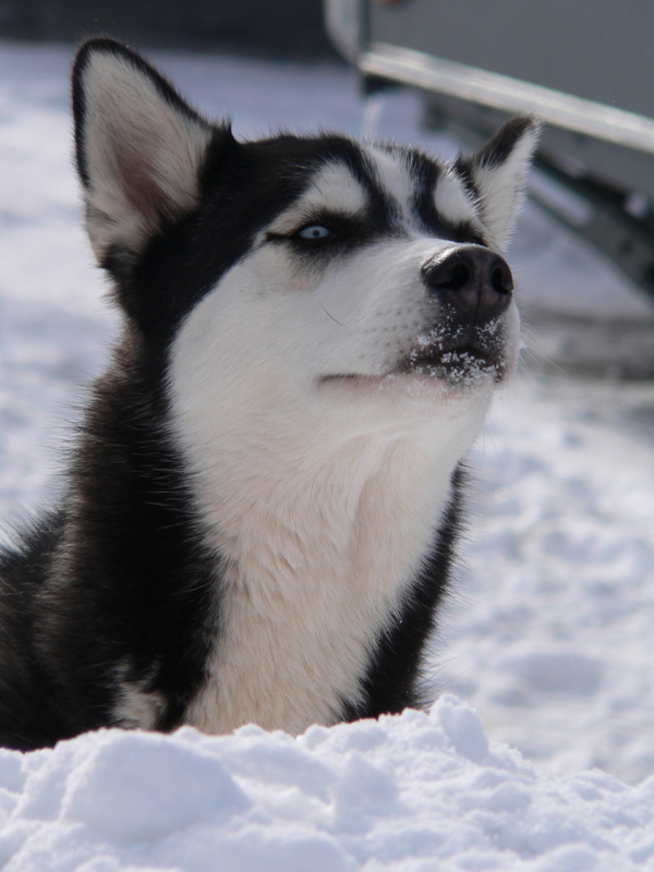 Husky_02
