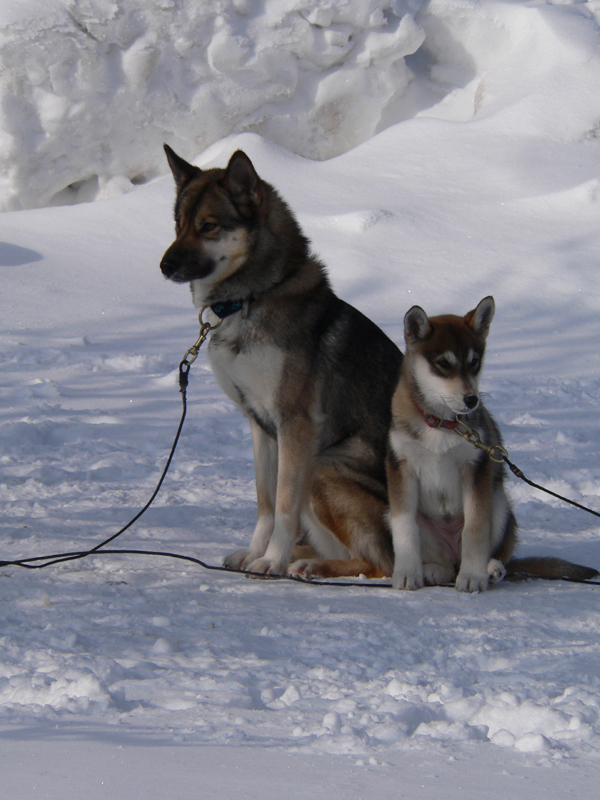 Husky_Welpe_11Wochen_mit_Mutter_02