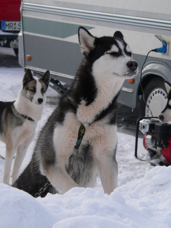 Neugieriger_Husky